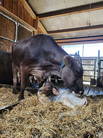 Happy End - Die frisch gebackene Mutter begrüßt ihr Kalb